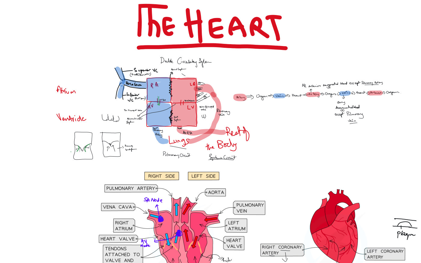 Whiteboard preview — Biology — The Heart